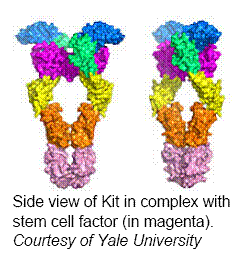 receptor-molecule