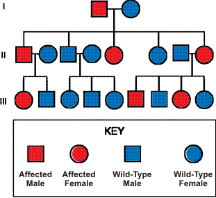 Inheritance pattern of familial GIST (autosomal dominant). (Adapted from Wikipedia).