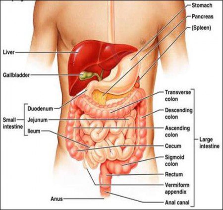 gi tract