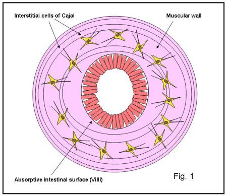 cells of Cajal1