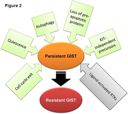 Figure 2. Mechanisms of disease persistence in GIST. Green and gray boxes signify cell-autonomous and microenvironmental mechanisms, respectively. 